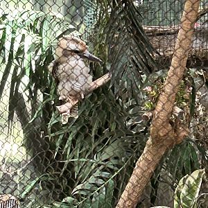 Laughing Kookaburra