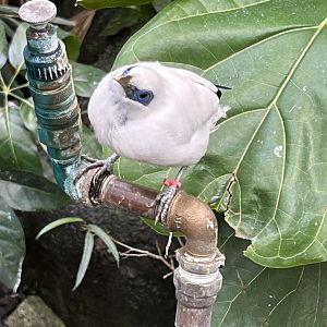 Bali Myna