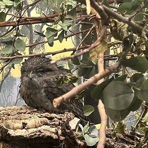 Tawny frogmouth