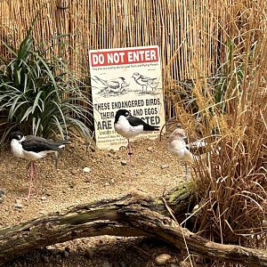 Avocet and black necked stilt