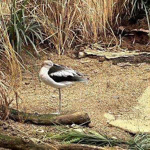 Avocet