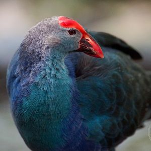 Purple Swamphen (Porphyrio sp.)