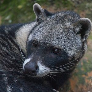 African Civet (Civettictis civetta)