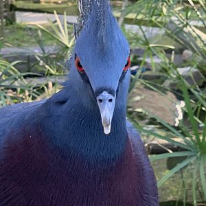 Victoria Crowned Pigeon (Goura victoria)