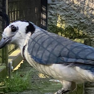 White-Throated Magpie Jay (Cyanocorax formosus)