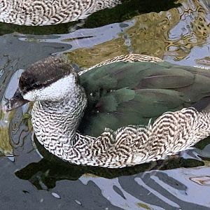 Green Pygmy-Goose (Nettapus pulchellus)
