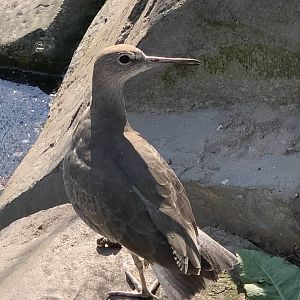 Willet (Tringa semipalmata)