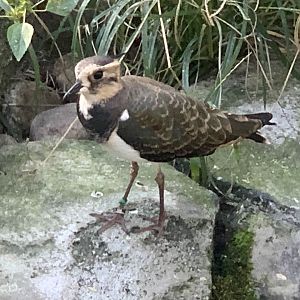 Northern Lapwing (Vanellus vanellus)