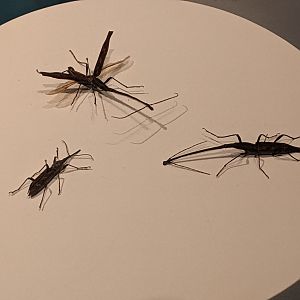 Giraffe Weevils (Lasiorhynchus barbicornis)