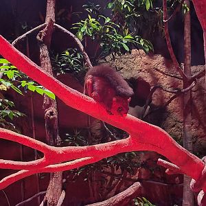 Spotted Giant Flying Squirrel (Petaurista elegans)