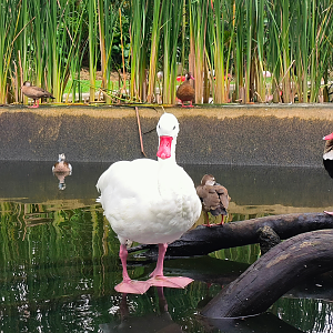 Coscoroba Swan (Coscoroba coscoroba)