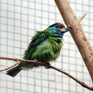 Blue-throated Barbet (Psilopogon asiaticus)