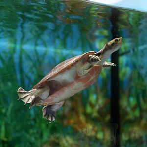 Red-bellied Short-necked Turtle