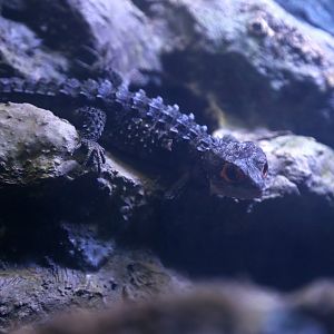 Red-eyed Crocodile Skink