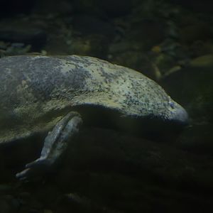 Chinese Giant Salamander