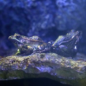 Black-spotted Pond Frog (Pelophylax nigromaculatus)