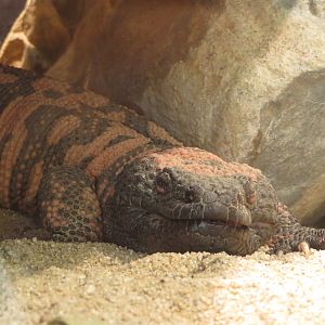Gila Monster