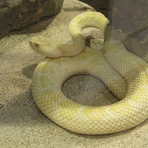 Albino Western Diamondback Rattlesnake