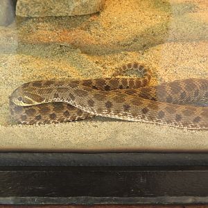Western Hognose Snake