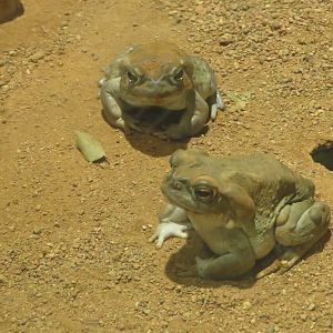 Colorado River Toads