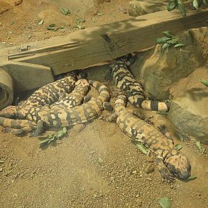 Gila Monster Dogpile