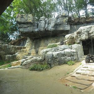 Overview of Chimp Exhibit
