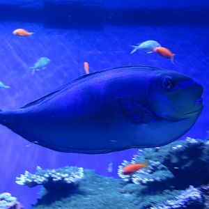 Bignose Unicornfish