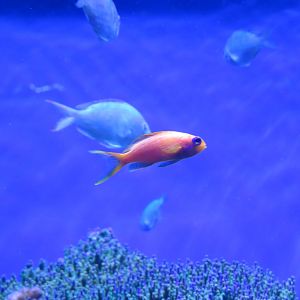 Lyretail Anthias