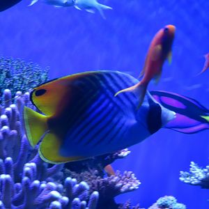 Threadfin Butterflyfish