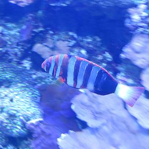 Harlequin Tuskfish