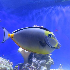 Orangespine Unicornfish