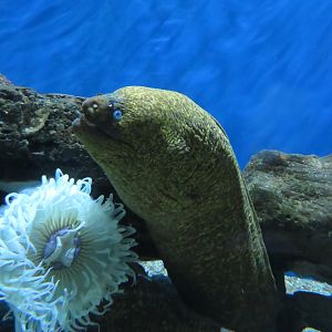 California Moray Eel