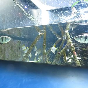 Banded Archerfish and Silver Moony