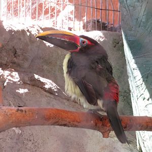 Green Aracari