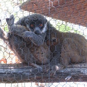 Mongoose Lemur