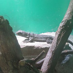 Madagascar Collared Iguana