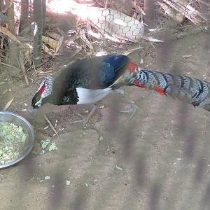 Lady Amherst's Pheasant