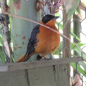Snowy-crowned Robin-chat