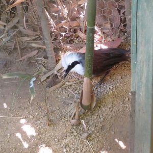 White-crested Laughingthrush