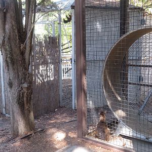 Fossa Watching Prevost's Squirrels
