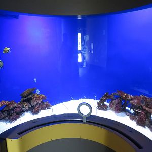 Garden of Eels Tank