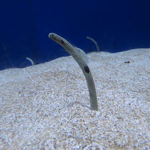 Spotted Garden Eel