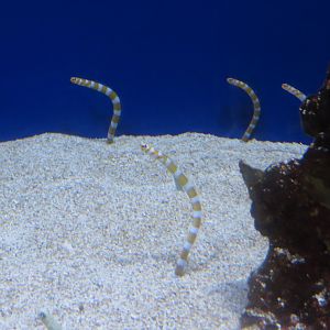 Splendid Garden Eels
