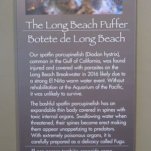 Long Beach Puffer Sign