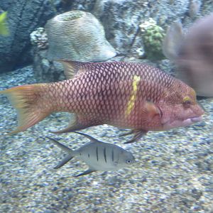 Mexican Hogfish
