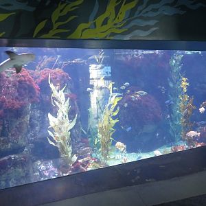 Casino Point Tank