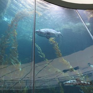 Honda Blue Cavern Tank