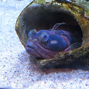 Sarcastic Fringehead