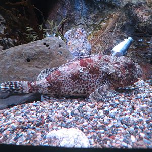 California Scorpionfish
