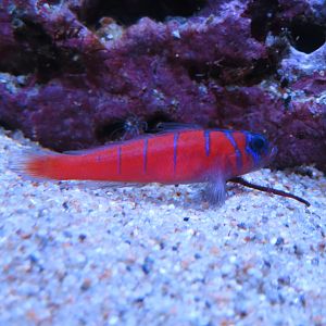 Catalina Goby